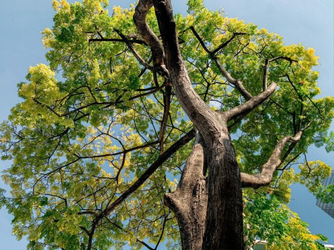 https-napervilletreeremovallandscapingsnow-com-naperville-trees-removal